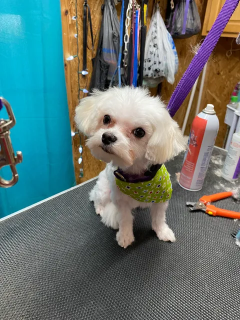 Pretty Pets Grooming