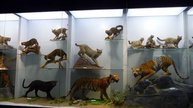 National Zoological Museum of China