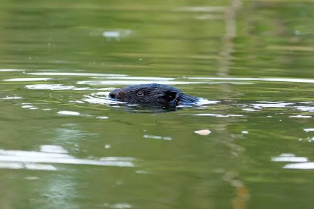 D'Aubigny Creek Park