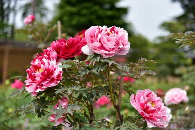 Sukagawa Peony Garden