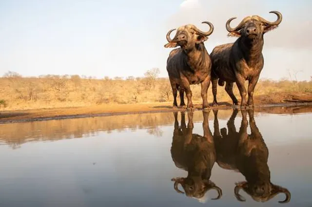 uPhongolo Local Municipality