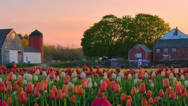 Wicked Tulips - Exeter RI