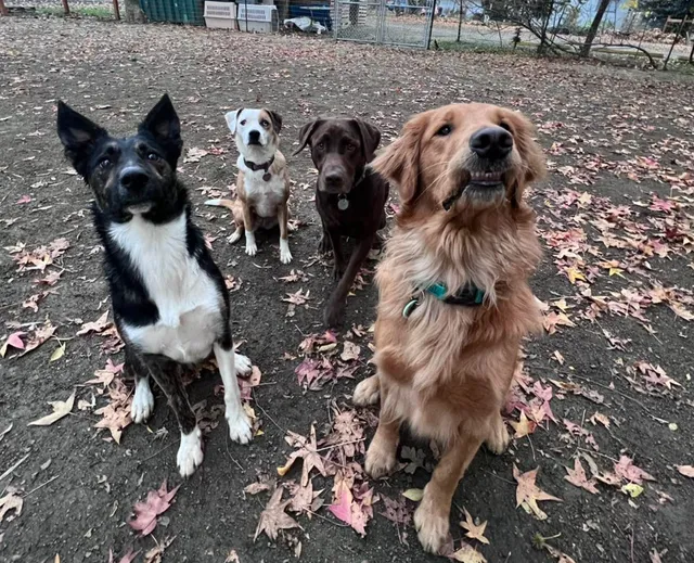 Southern Oregon Pet Services