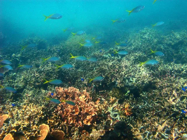 Buluan Island Marine Sanctuary