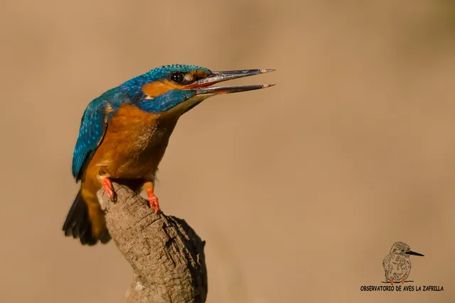 Observatorio de aves La Zafrilla