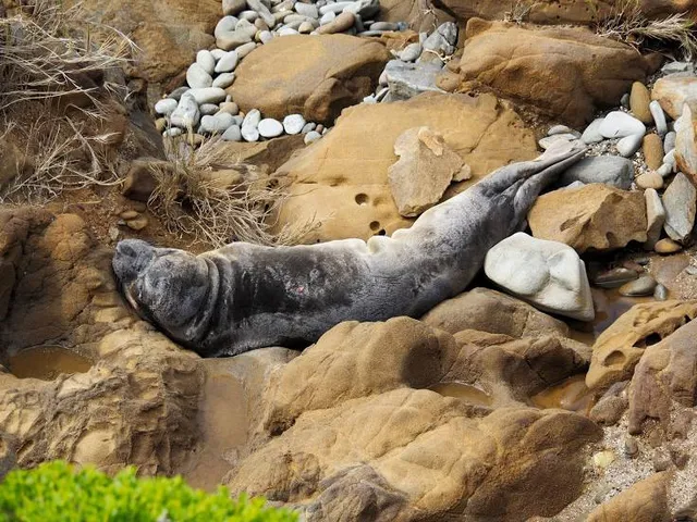 Bean Hollow State Beach