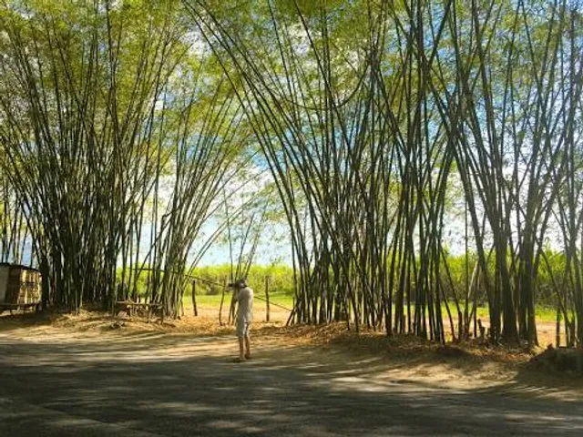 Lubao Bamboo Hub