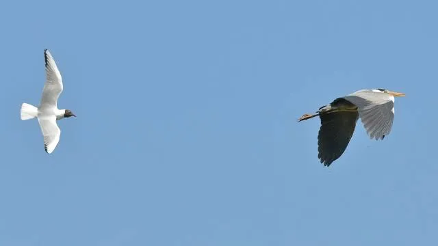 Tice's Meadow Nature Reserve