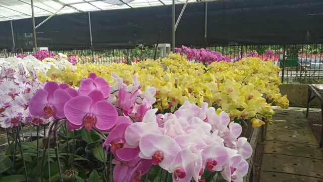 Taman Anggrek Ragunan