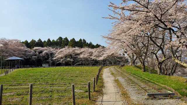 Cosmos Garden (Matsuyama Gohonmaru Park)