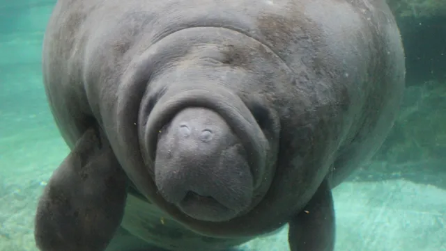 New Yashima Aquarium