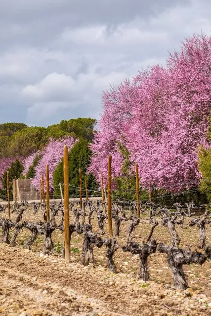 BODEGA DEHESA Canons