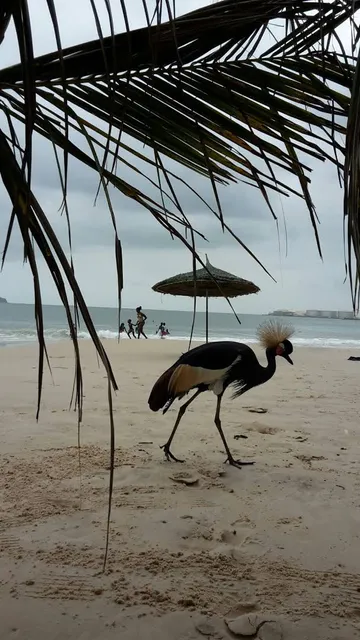 Plage de la Voile d' or