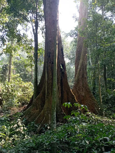 Thousand Year Old Tree
