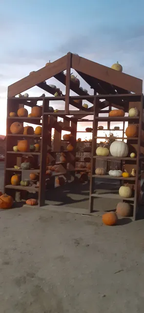 Studt's Pumpkin Patch and Corn Maze