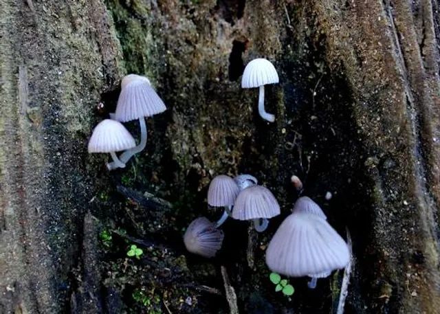 Veerayatan Jain Museum, Rajgir