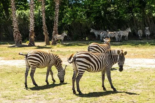 Wildlife Safari Park