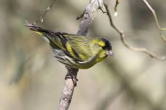 Yateley Common Country Park