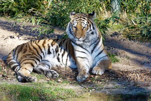 ZOOM - Themenwelt Asien