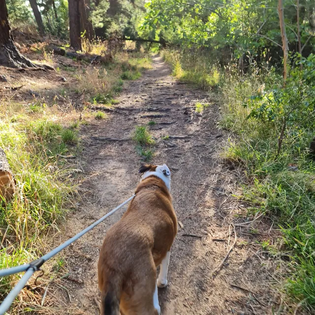 Blackwood Forest Recreation Park