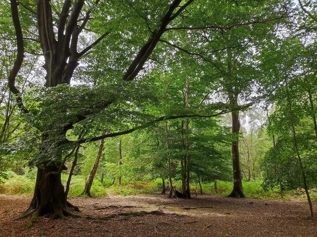 Epping Forest Visitor Centre at High Beech