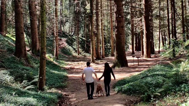 Masjoan (Arboretum de Masjoan)