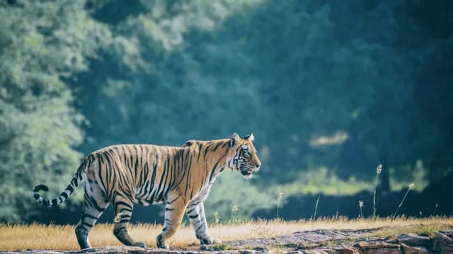 RANTHAMBORE NATIONAL PARK