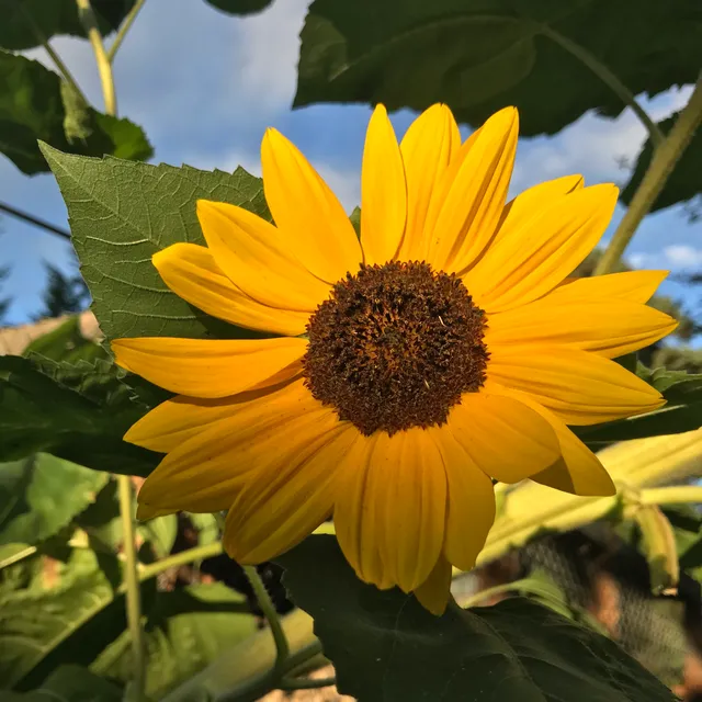 West Seattle Bee Garden
