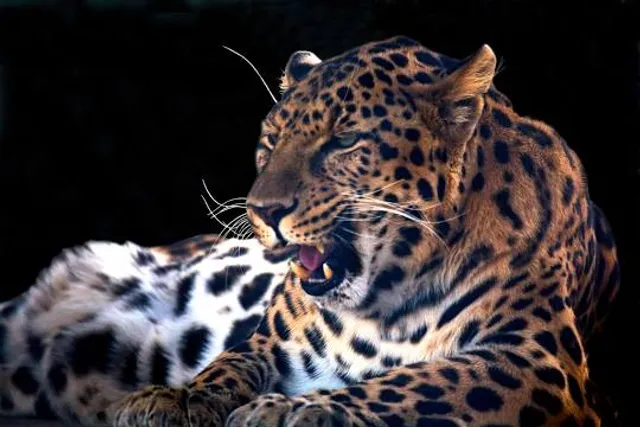 Exotic Feline Rescue Center