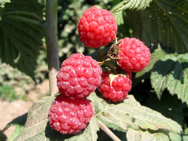 Levi Farm - Self Picking