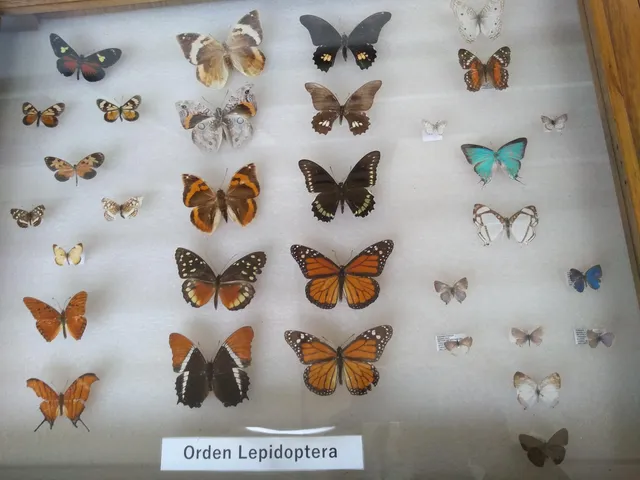 Museo Entomológico Francisco Luis Gallego