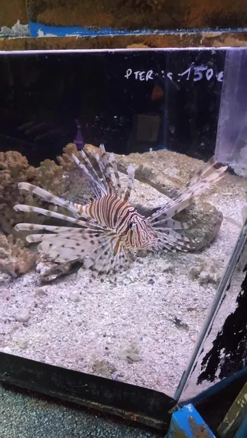 Scandia Aquariums