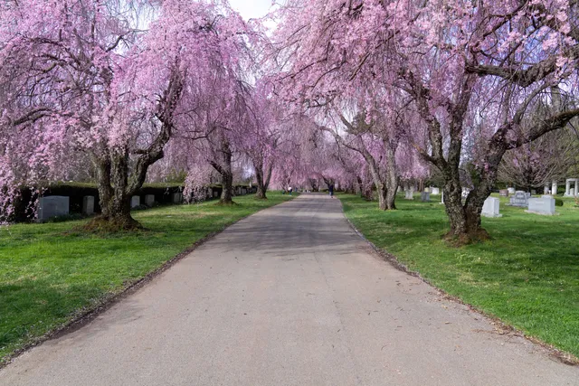 The Lexington Cemetery