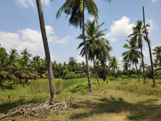 Coconut Cultural Park