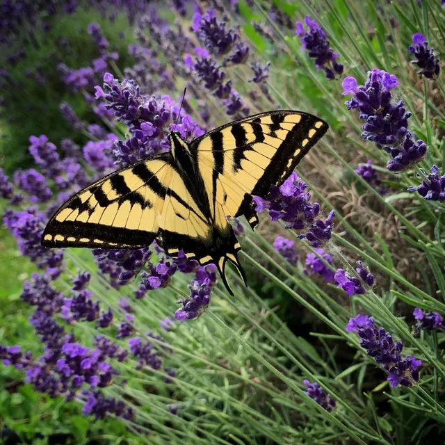 Sunderland Acres Lavender Farm, LLC