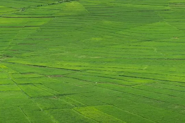 Lingko Spider Web Rice Fields [LSW]
