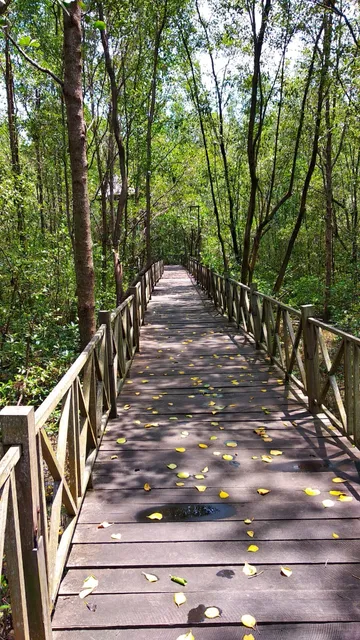 Wisata Hutan Mangrove