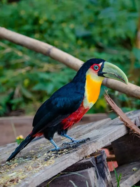 Nova Gokula Iskcon Ashram