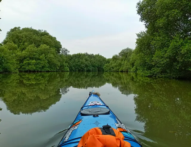 The Mangrove Paddling Center