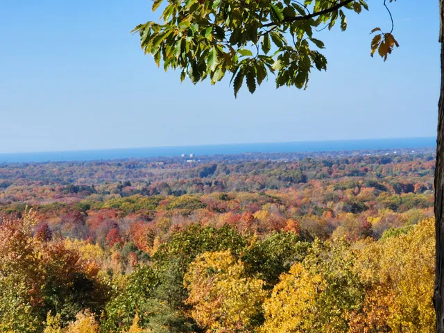 Chapin Forest Reservation