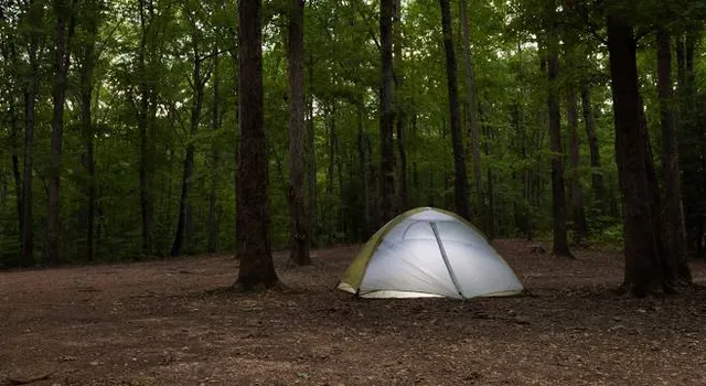 Uwharrie National Forest