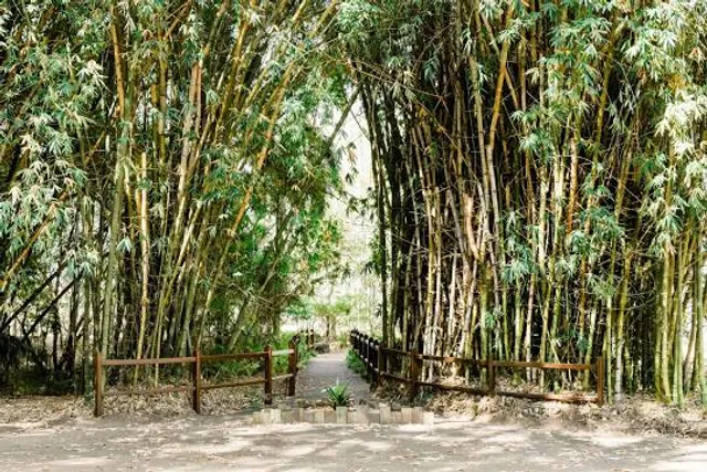 Bamboo Garden