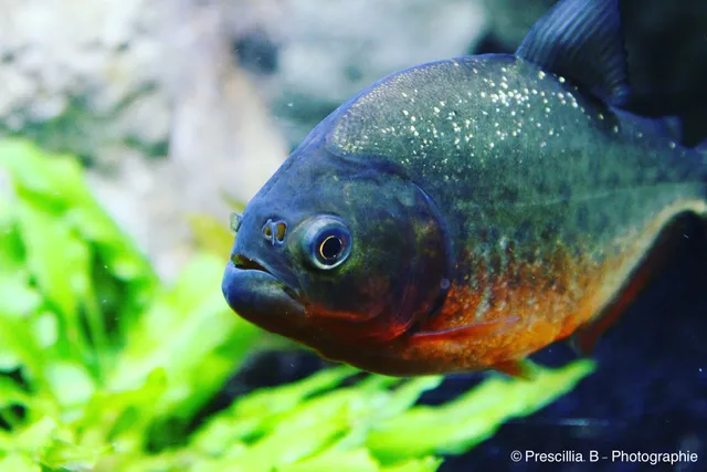 Aquarium de Dunkerque
