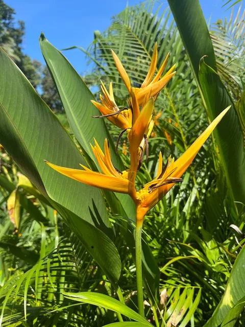 Kot Man-Ya Exotic Flower Garden