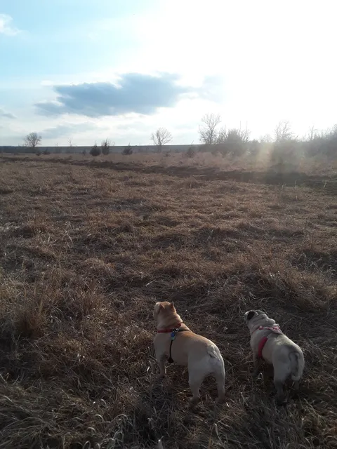 Mutt Run Off-Leash Dog Park