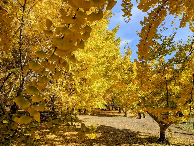 太原のイチョウ