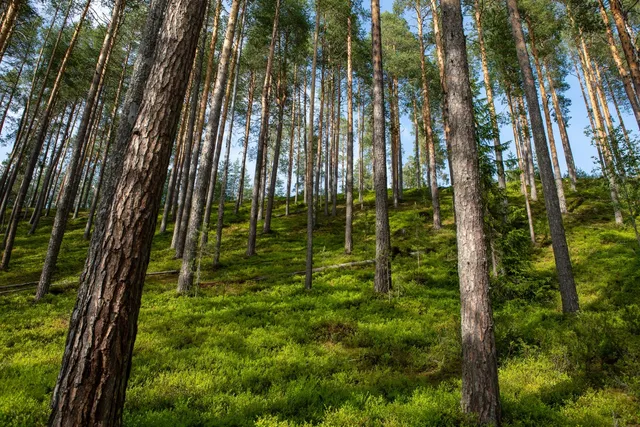 Hiukka Nature and Culture Path, 2.4 / 4 kilometers