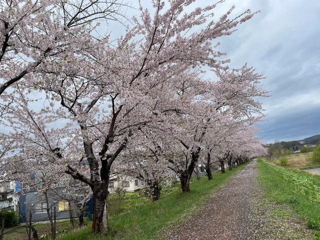 Yoichigawa River Cherry Blossom Trees