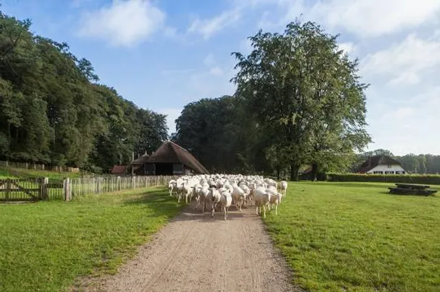 Schaapskooi Hoog Buurlo