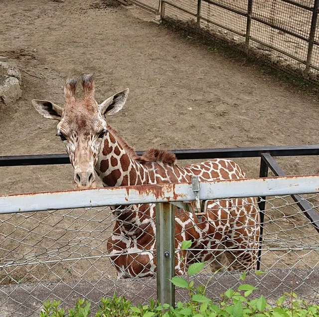 Morioka Zoological Park ZOOMO